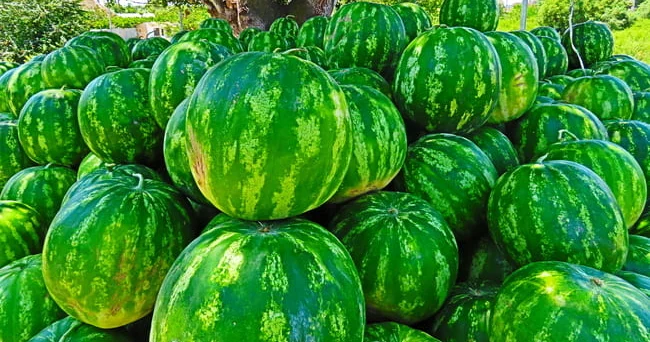 Qarpızdan zəhərlənmənin səbəbləri nələrdir? Qarpızdan zəhərlənmənin əlamətləri nələrdir? Video