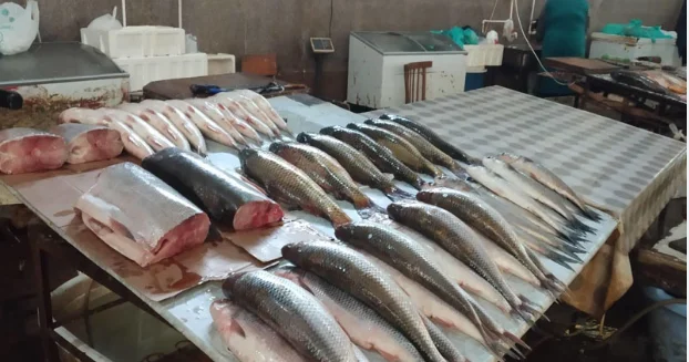 Azərbaycanda balığa da vergi gəlir Qiymətlər kəskin bahalaşacaq