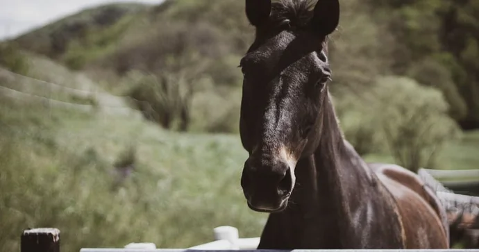 Azərbaycanda at gəzintisi faciə ilə bitdi ÖLƏN VAR