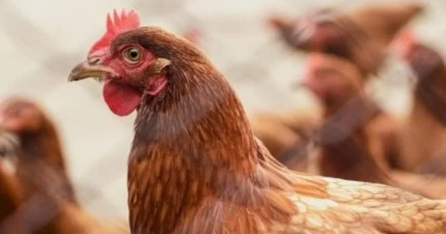 Vətəndaşların həyətlərində saxladığı toyuqlar da vaksin olunacaq? RƏSMİ AÇIQLAMA
