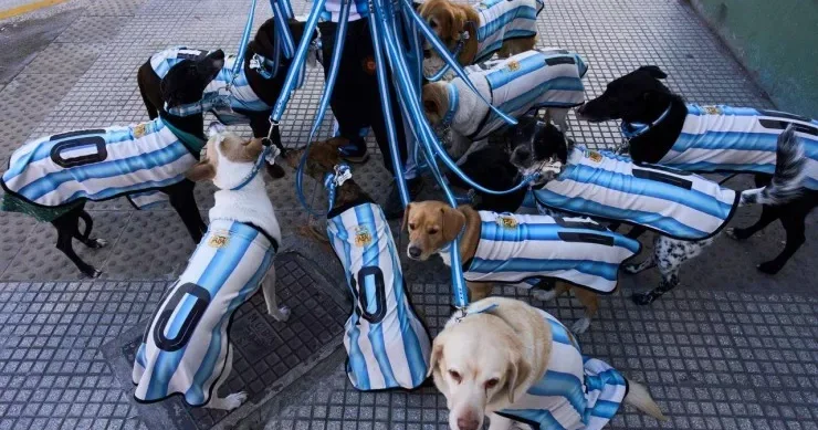 Millinin azarkeşi olan 13 it Argentina küçələrini gəzir