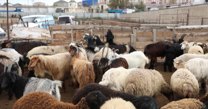 Heyvanların daşınmasına dair yeni tələblərlə bağlı rəsmi AÇIQLAMA