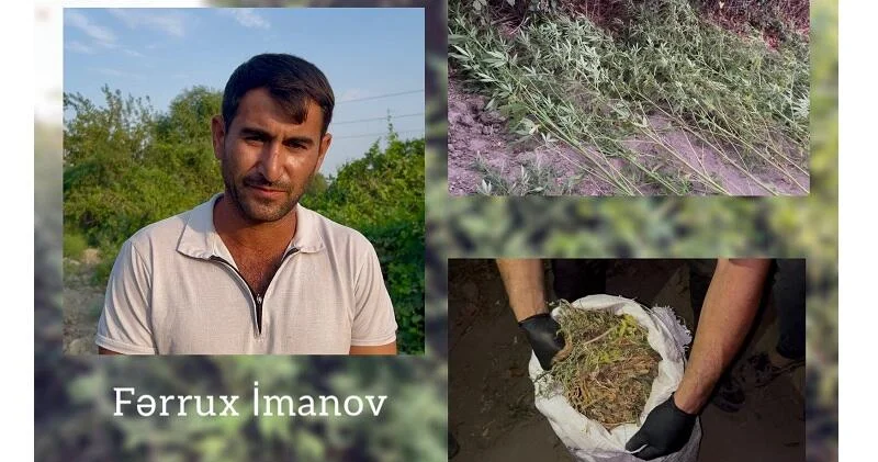 На берегу Куры обнаружен туннель с плантацией конопли ВИДЕО