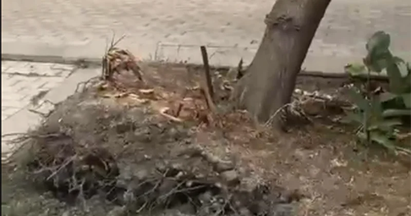 Bakıda ağac Hər an aşa bilər+Video