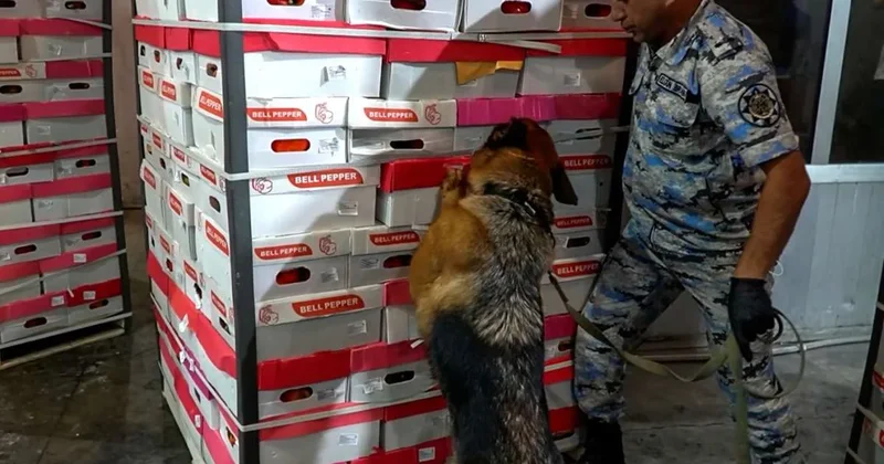 Bibərin içindən marixuana çıxdı