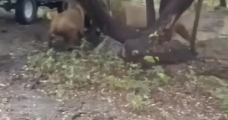 Bir dəstə şir maşından düşən kişini parçaladı HƏSSAS GÖRÜNTÜLƏR