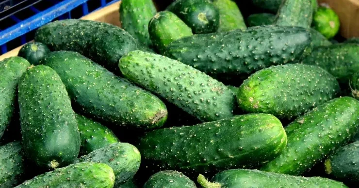 Niyə hər gün mütləq xiyar yemək lazımdır? çoxlarının bilmədiyi 8 üstünlük