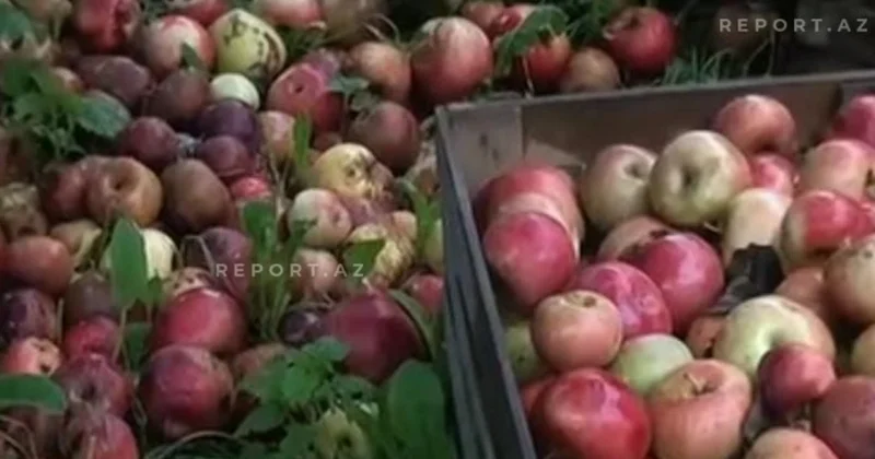 Yağışlar Qubada meyvə bağlarına ziyan vurub FOTOLAR