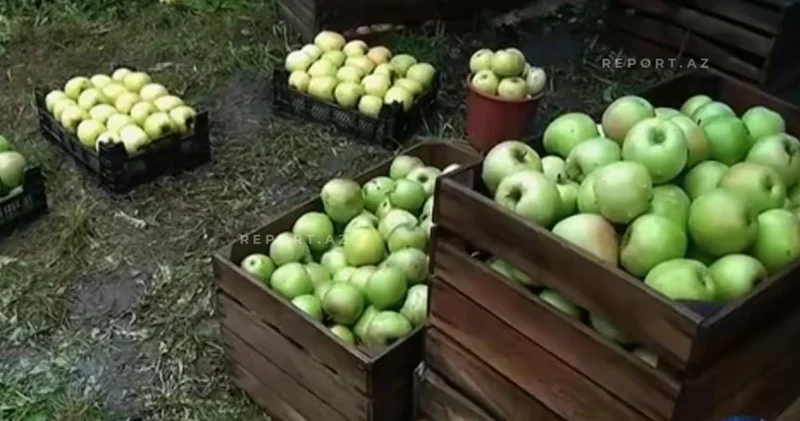 Almanın kiloqramı 6 7 qəpiyə düşdü