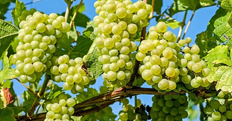 Azərbaycan Ukraynaya üzüm tədarükünü bərpa edib