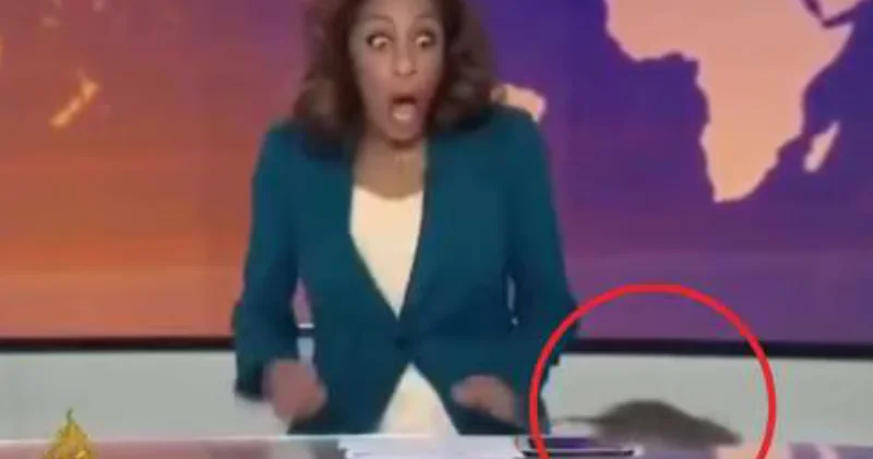 Крыса пробежала по столу в прямом эфире телеканала Al Jazeera ВИДЕО
