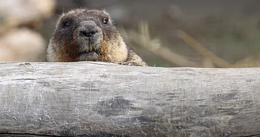 Ruslara marmot əti yeməmək məsləhət görülür: zəhərlənə bilərlər...