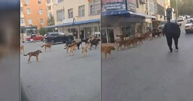 Masazırda küçə itlərinin toplanmasına başlanılıb VİDEO