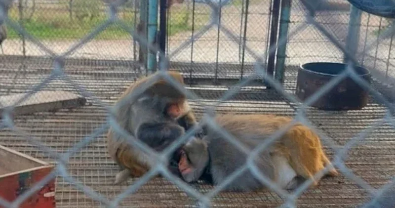 Qanunsuz əyləncənin qurbanları: Günahkar kimdir?