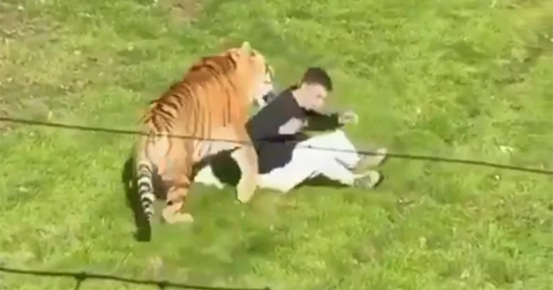 İngiltərədə zooparkda pələng kişiyə hücum etdi Hadisə yerində öldü+Video