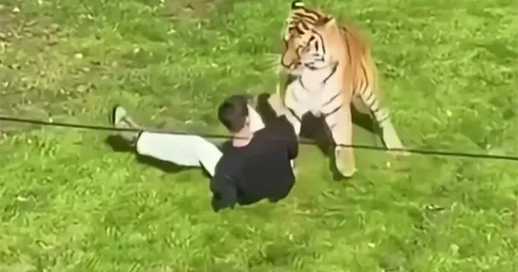 Heyvanxanada pələngin yanına girən şəxs ona yem oldu