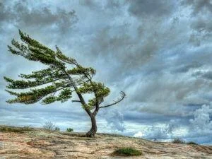 Küləkli hava şəraiti ilə bağlı sarı xəbərdarlıq verildi