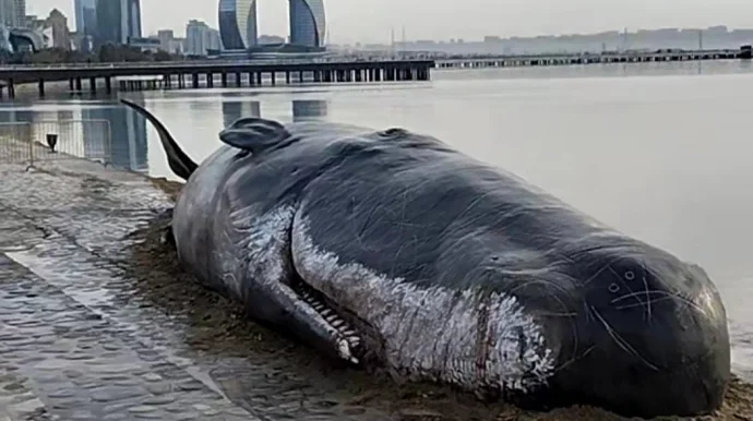 Bakı bulvarında böyük balıq sahilə çıxdı FOTO