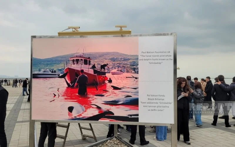 Bakıda sualtı dünya və dünya sularında yaşayan canlıların əhəmiyyətinə həsr olunan sərgi açılıb