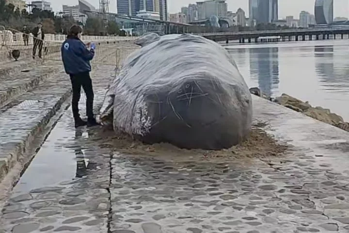 Xəzərdəki Balina Bakıya necə gəlib? DETALLAR