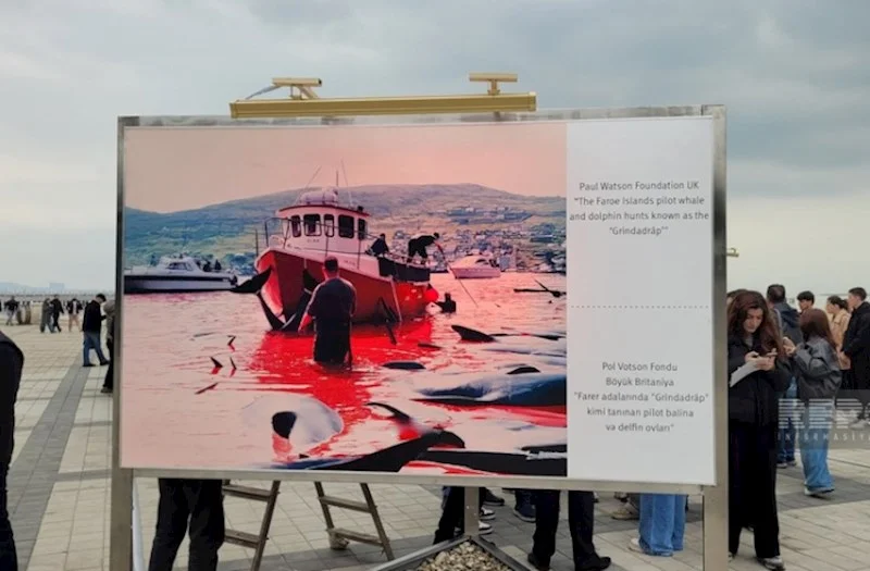 Bakıda sualtı dünyaya və dünya sularında yaşayan canlıların əhəmiyyətinə həsr oluna sərgi keçirilir