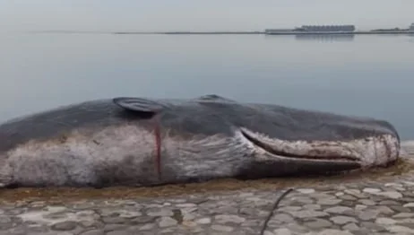 Bakı bulvarında tapılan balinadır, yoxsa maket? FOTO/VİDEO