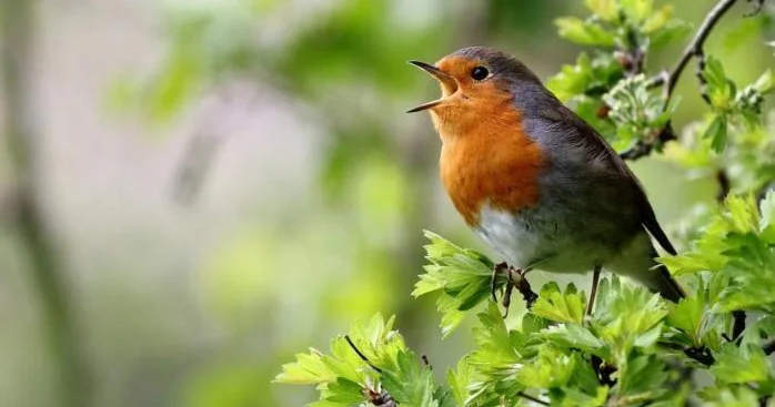 Quşlar niyə ancaq səhərlər oxuyur? Alimlər araşdırdı