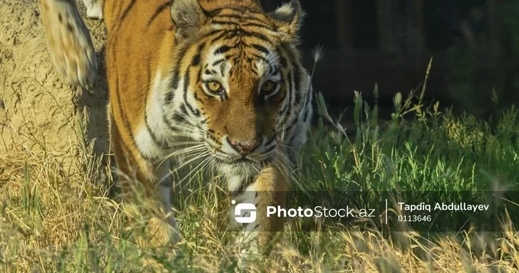 Охота за убийцей: как в Индии поймали тигра людоеда, напавшего на трех сельчан