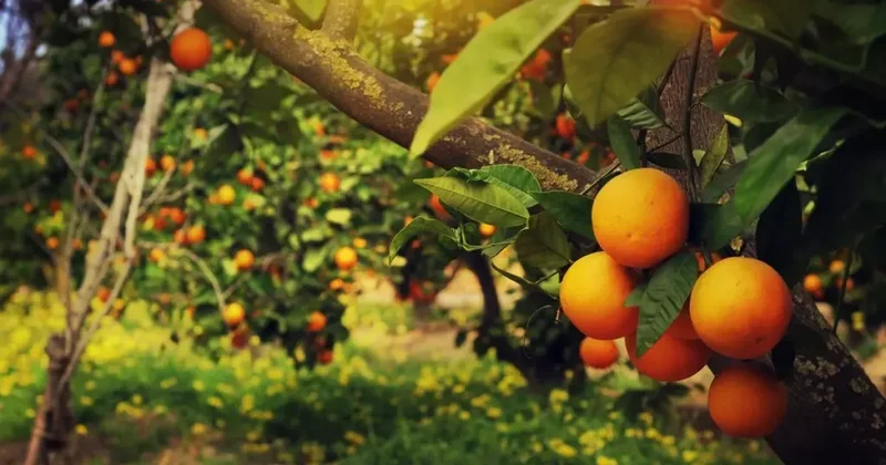 Куда выбираются азербайджанцы на отдых? Видео