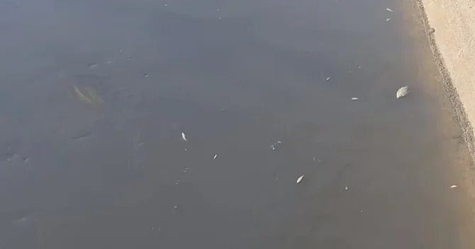 Abşeronda minlərlə balıq tələf olub