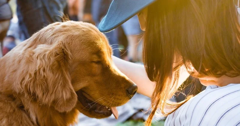 İt pişik sığallamaq beyinə çox faydalıdır