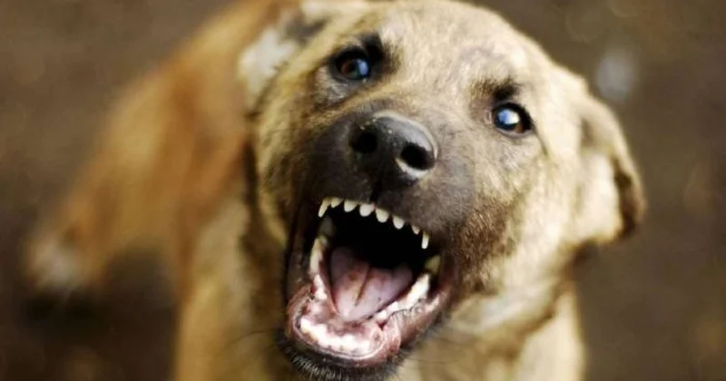 Balakəndə dəhşət Çoban iti 83 yaşlı kişini boğdu