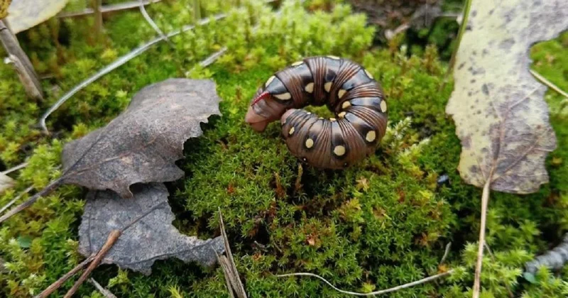 В Чернобыле заметили удивительную гусеницу
