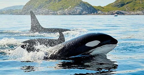 Vəhşi qatil balinalar niyə insanlarla yemək paylaşırlar?