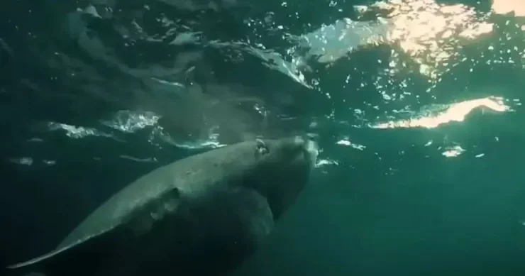 500 ildən çox yaşayırlar: alimlər ən uzun ömürlü heyvanları açıqladı