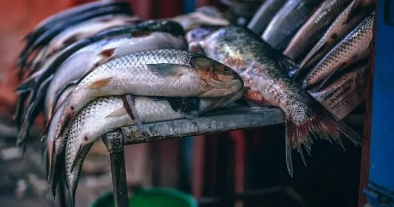 Heyvan bazarları bağlandı