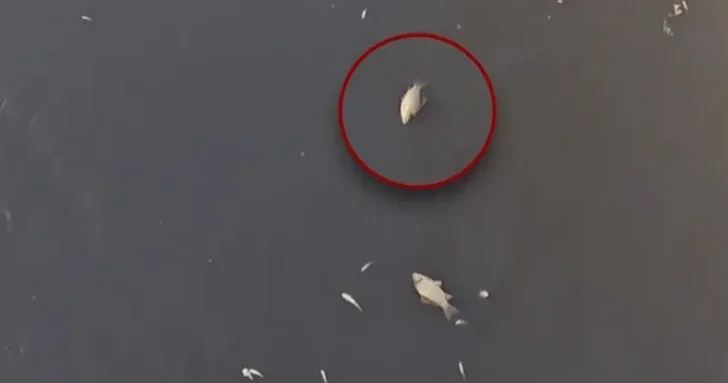 В Абшеронском оросительном канале зафиксирована массовая гибель рыбы