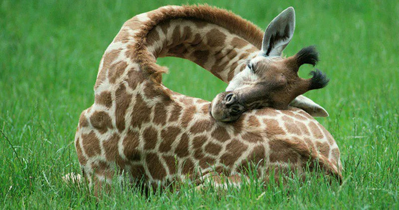 Раскрыта удивительная причина, почему у жирафов такие длинные ноги