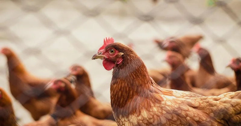 Azərbaycanda bu məhsullar yenidən bahalaşacaq KONKRET