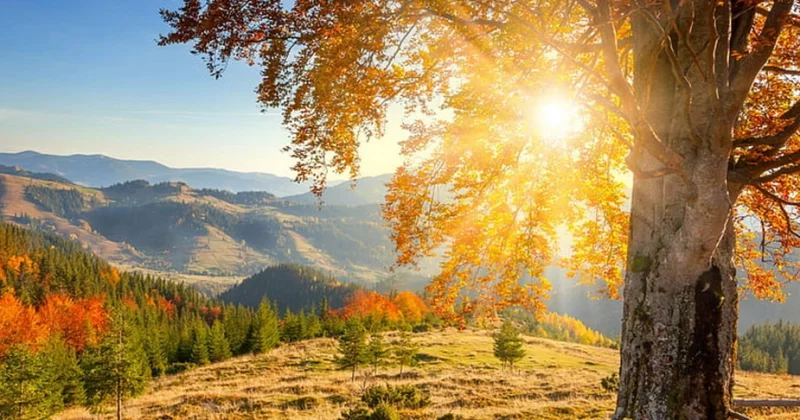 Осень продолжает удивлять