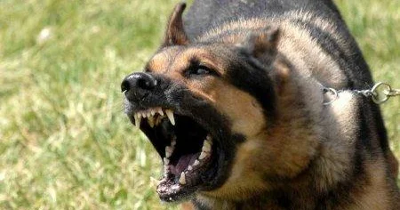 Çoban itinin öldürdüyü kişi ötən il də hücuma məruz qalıbmış TƏFƏRRÜAT