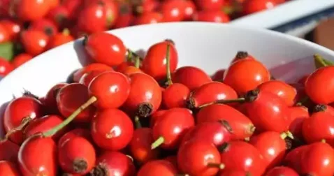 İtburnu təbiətin C vitamini deposu