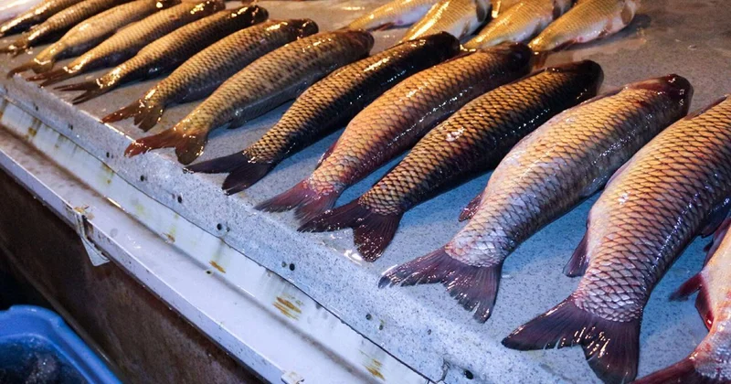 “Balıq baha olsa da, alıram” İnsanlar mal ətindən imtina edir