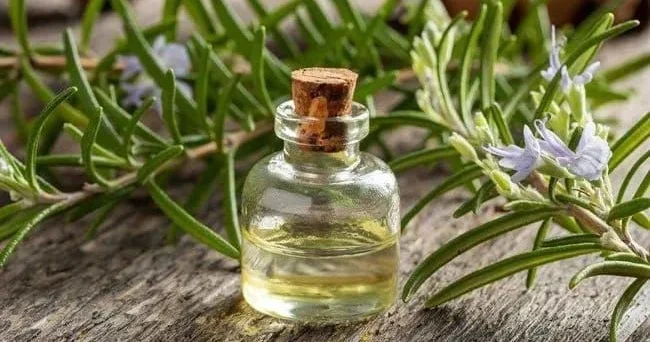 Bu bitki altsheymerdən qoruyur