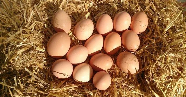 Qusar bazarında yumurta QITLIĞI “Kənd yumurtası” adı ilə alıclar necə aldadılır?