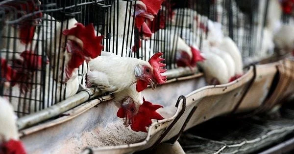 Ev quşları bahalaşdı VİDEO