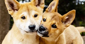 Dingoların ev heyvanı kimi saxlanmasına icazə vermək istəyirlər?..