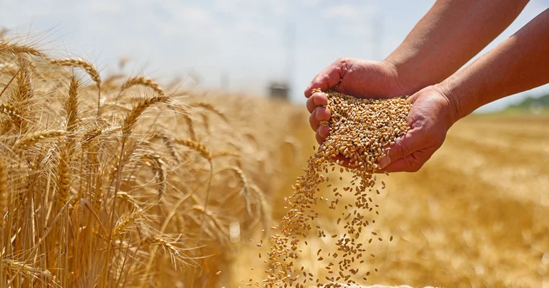 Rusiya 2025 ci ildə 135 milyon ton taxıl yığıb