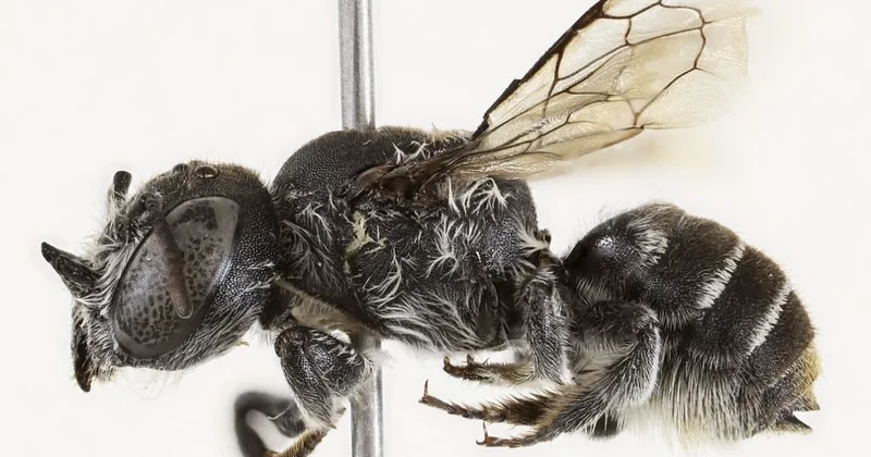 Təbiətin “şeytanı”: “Buynuzlu Lucifer” arısı kəşf edildi