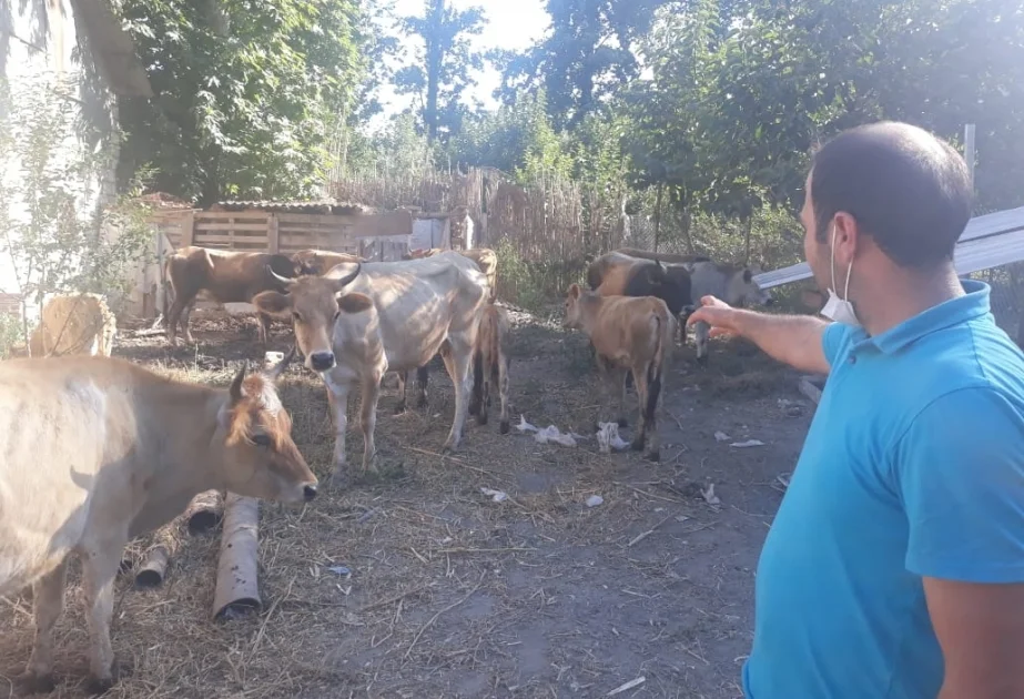 Kürdəmirdə 26 minlik iribuynuzlu heyvan oğurlandı FOTO